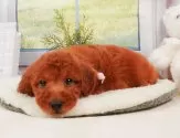 トイプードル(トイ)【静岡県・男の子・2025年4月20日・レッド】の写真9「🐶複数頭見学もOK🐶一回の見学で兄弟や他のワンちゃんも見学できます🎶」