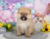 ポメラニアン【静岡県・女の子・2025年6月30日・オレンジセーブル】の写真9「🐶複数頭見学もOK🐶一回の見学で兄弟や他のワンちゃんも見学できます🎶」
