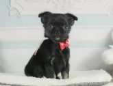 チワワ(ロング)【静岡県・男の子・2025年7月10日・ブラックタン】の写真10「🐶複数頭見学もOK🐶一回の見学で兄弟や他のワンちゃんも見学できます🎶」