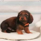 ミニチュアダックスフンド(ロング)【静岡県・男の子・2025年4月4日・シェーデッドレッド】の写真10「🐶複数頭見学もOK🐶一回の見学で兄弟や他のワンちゃんも見学できます🎶」