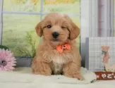 マルプー(マルチーズ×トイプードル)【静岡県・男の子・2025年5月16日・アプリコット】の写真9「🐶複数頭見学もOK🐶一回の見学で兄弟や他のワンちゃんも見学できます🎶」