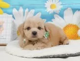 ペキプー(ペキニーズ×トイプードル)【静岡県・女の子・2025年5月11日・アプリコット】の写真10「🐶複数頭見学もOK🐶一回の見学で兄弟や他のワンちゃんも見学できます🎶」