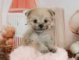 ポメマル(マルチーズ×ポメラニアン)【静岡県・男の子・2025年6月5日・ウルフセーブル】の写真10「🐶複数頭見学もOK🐶一回の見学で兄弟や他のワンちゃんも見学できます🎶」
