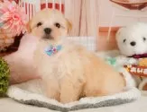 マルプー(マルチーズ×トイプードル)【静岡県・女の子・2025年3月4日・アプリコット】の写真10「🐶複数頭見学もOK🐶一回の見学で兄弟や他のワンちゃんも見学できます🎶」