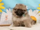 ポメラニアン【静岡県・男の子・2025年4月14日・ウルフセーブル】の写真10「🐶複数頭見学もOK🐶一回の見学で兄弟や他のワンちゃんも見学できます🎶」
