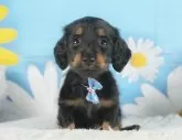 ミニチュアダックスフンド(ロング)【静岡県・男の子・2025年7月4日・ブラック&タン】の写真12「🐶複数頭見学もOK🐶一回の見学で兄弟や他のワンちゃんも見学できます🎶」