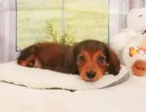 ミニチュアダックスフンド(ロング)【静岡県・男の子・2025年4月4日・シェーデッドレッド】の写真10「🐶複数頭見学もOK🐶一回の見学で兄弟や他のワンちゃんも見学できます🎶」