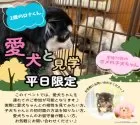 チーズー(チワワ×シーズー)【静岡県・女の子・2025年1月30日・レッド】の写真12「多頭飼いに興味ある方は是非、お家のワンちゃんも連れて見学に来てください✨」