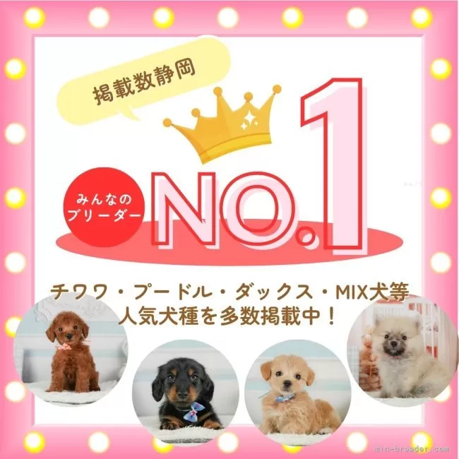 ピーチ　強運お守り　ポメラニアンパネル生地 ポメマル(マルチーズ×ポメラニアン)【神奈川県・女の子・2025年7