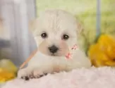 マルプー(マルチーズ×トイプードル)【静岡県・女の子・2025年8月20日・クリーム】の写真12「🐶複数頭見学もOK🐶一回の見学で兄弟や他のワンちゃんも見学できます🎶」