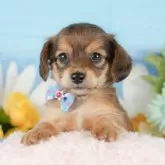チワックス(チワワ×ダックスフンド)【静岡県・男の子・2025年8月24日・シェーデッドレッド】の写真12「🐶複数頭見学もOK🐶一回の見学で兄弟や他のワンちゃんも見学できます🎶」