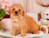 トイプードル(トイ)【静岡県・女の子・2025年3月9日・アプリコット】の写真10「🐶複数頭見学もOK🐶一回の見学で兄弟や他のワンちゃんも見学できます🎶」