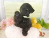 トイプードル(トイ)【静岡県・女の子・2025年8月15日・ブラック】の写真12「🐶複数頭見学もOK🐶一回の見学で兄弟や他のワンちゃんも見学できます🎶」