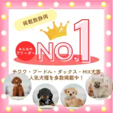 トイプードル(トイ)【静岡県・女の子・2025年3月22日・レッド】の写真13「静岡県掲載数No.1👑まずは、当犬舎に来てください！」