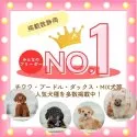 ポメラニアン【静岡県・男の子・2025年6月9日・ウルフセーブル】の写真13「静岡県掲載数No.1👑まずは、当犬舎に来てください！」