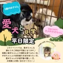 マルプー(マルチーズ×トイプードル)【静岡県・男の子・2025年5月21日・アプリコット】の写真11「多頭飼いに興味ある方は是非、お家のワンちゃんも連れて見学に来てください✨」