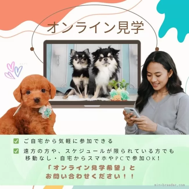 【バーニーズページ】ここにいるよ☆仲良しわんちゃんズ シーズー【静岡県・女の子・2025年5月19日・ゴールド&ホワイト