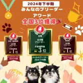 トイプードル(トイ)【静岡県・男の子・2024年9月21日・レッド】の写真15「👑ブリーダーランキング中部東海地方1位/全国3位獲得👑」