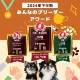 シーズー【静岡県・男の子・2025年3月4日・ホワイト&ゴールド】の写真14「👑ブリーダーランキング静岡県全犬種1位獲得👑たくさんの心温まるお言葉でここまで来れました😭」