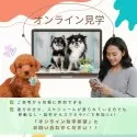 タイニープードル【静岡県・男の子・2025年6月11日・ホワイト】の写真14「🛫オンライン見学や近隣引き渡しサービスも可能🚄遠方で直接犬舎へ来れない方にもオススメ✨」