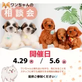 ポメラニアン【静岡県・女の子・2025年2月5日・ウルフセーブル】の写真3「4/29、5/6限定！お悩み相談会も行います🐶💭」