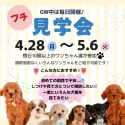 シーズー【静岡県・男の子・2025年3月4日・ホワイト&ゴールド】の写真4「GW期間中は毎日プチ見学会を開催します✨」