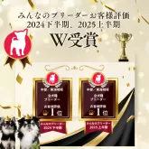 マルプー(マルチーズ×トイプードル)【静岡県・女の子・2025年5月16日・アプリコット】の写真15「🔥2期連続W受賞🔥2024下半期＆2025上半期で中部全犬種No.1ブリーダー🐶」
