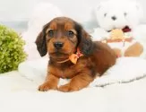 ミニチュアダックスフンド(ロング)【静岡県・男の子・2024年11月25日・シェーデッドレッド】の写真10