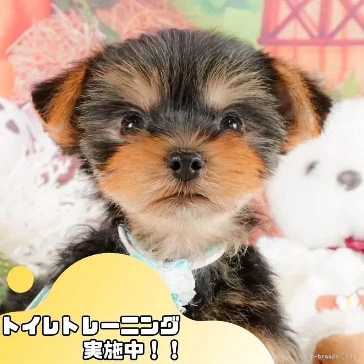 ID：2501-07724の子犬