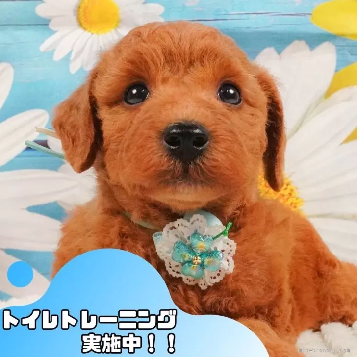 ID：2506-02786の子犬