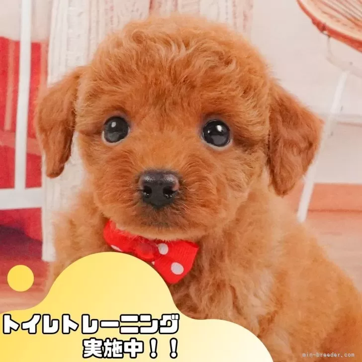 トイプードル(トイ)【静岡県・女の子・2025年5月12日・レッド】の写真1「沢山の子犬画像や当犬舎の情報を掲載しています💖是非、見てください🎶」