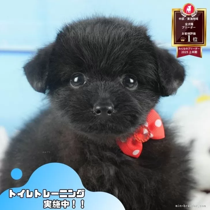 マミ 様のお迎えした子犬
