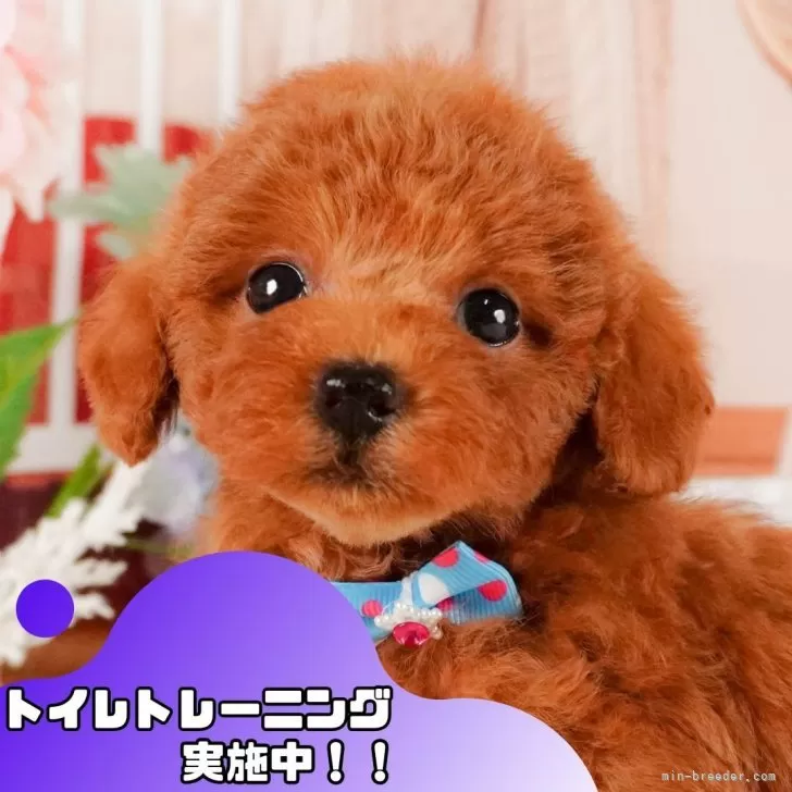 戸塚 様のお迎えした子犬