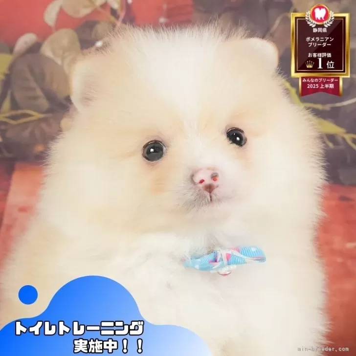 A.N 様のお迎えした子犬