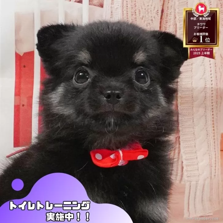 ID:2506-07069の子犬