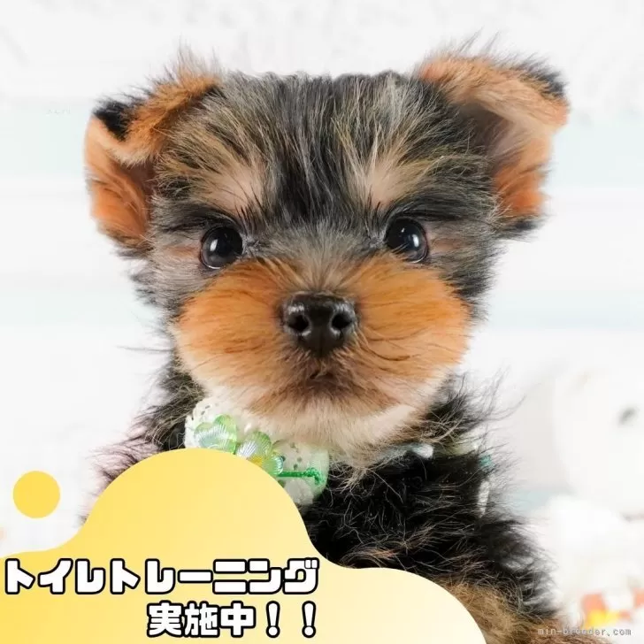 ID：2501-07720の子犬