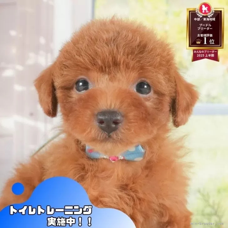 ID：2508-07790の子犬