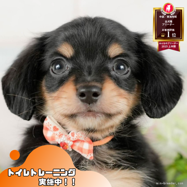 チワックス(チワワ×ダックスフンド)【静岡県・男の子・2025年8月24日