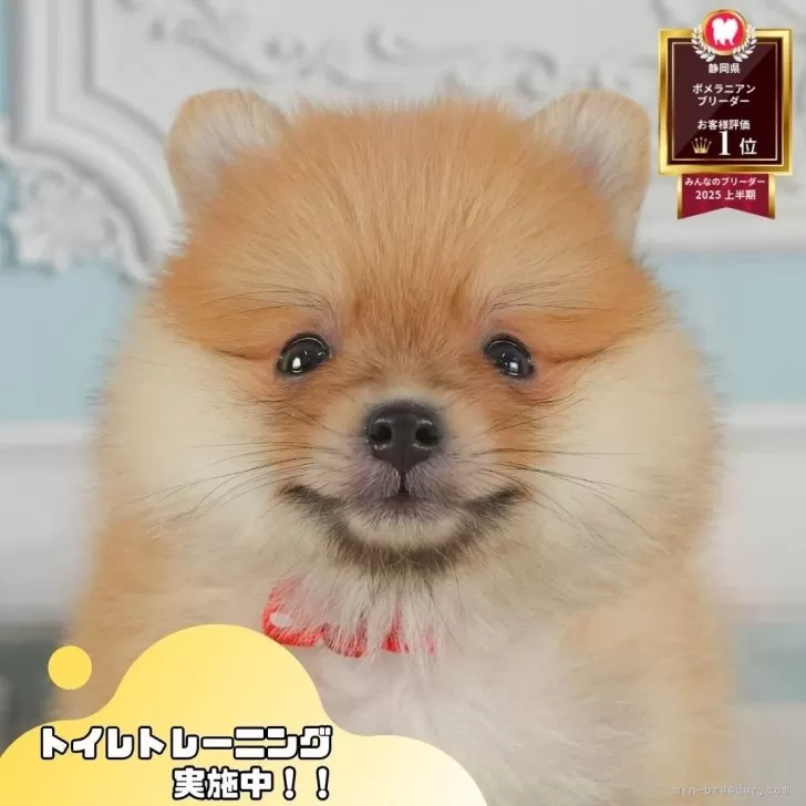 ID:2507-09095の子犬