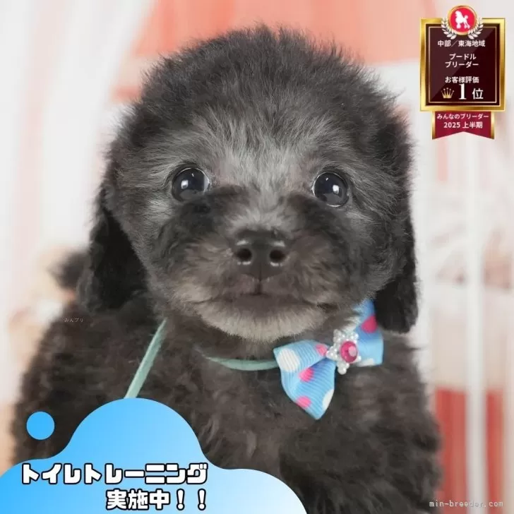 トイプードル(トイ)【静岡県・男の子・2025年7月3日・シルバー】の写真1「沢山の子犬画像や当犬舎の情報を掲載しています💖是非、見てください🎶」