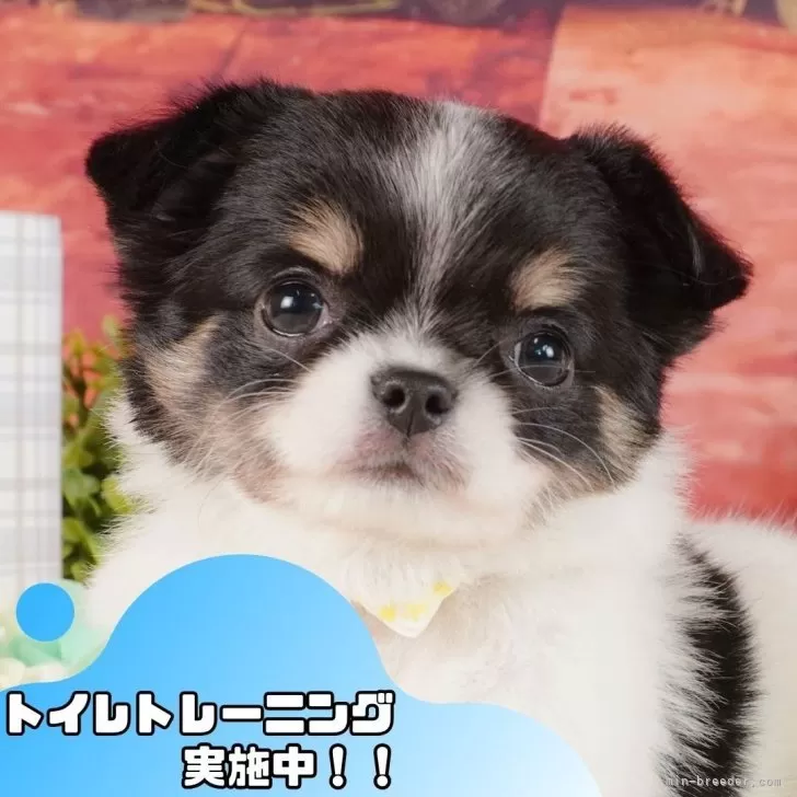 M.S 様のお迎えした子犬