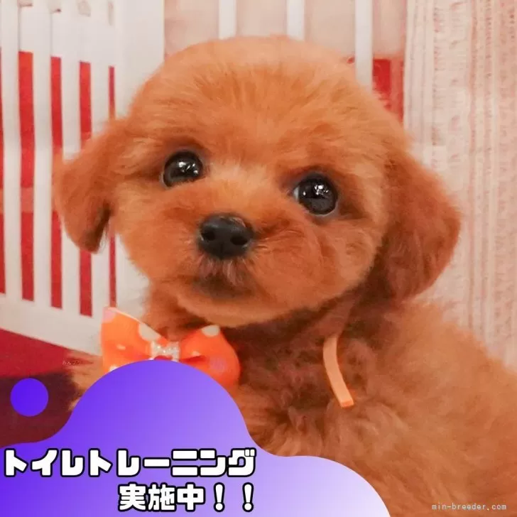 トイプードル(トイ)【静岡県・女の子・2025年4月6日・レッド】の写真1「沢山の子犬画像や当犬舎の情報を掲載しています💖是非、見てください🎶」
