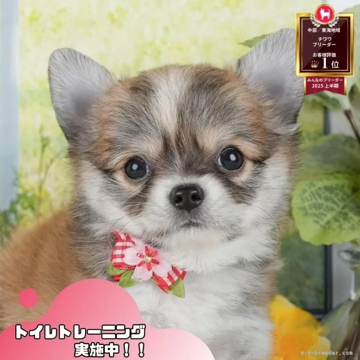 ID：2510-05891の子犬