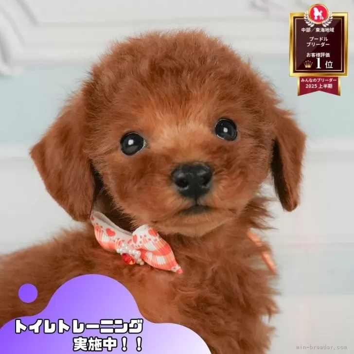 S.W 様のお迎えした子犬