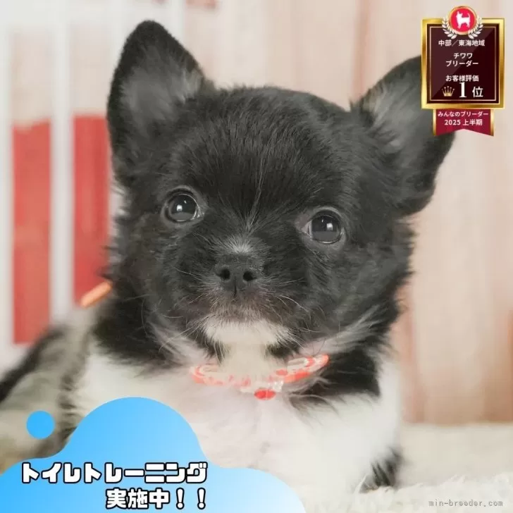 チワワ(ロング)【静岡県・男の子・2025年7月10日・ブラックタン&ホワイト】の写真1「沢山の子犬画像や当犬舎の情報を掲載しています💖是非、見てください🎶」