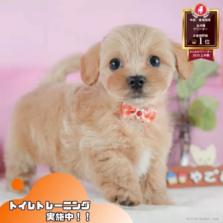 マルプー(マルチーズ×トイプードル)【静岡県・女の子・2025年9月17日・アプリコット】の写真1「沢山の子犬画像や当犬舎の情報を掲載しています💖是非、見てください🎶」
