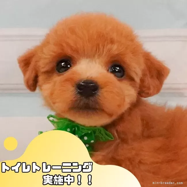 トイプードル(トイ)【静岡県・女の子・2025年4月6日・レッド】の写真1「沢山の子犬画像や当犬舎の情報を掲載しています💖是非、見てください🎶」