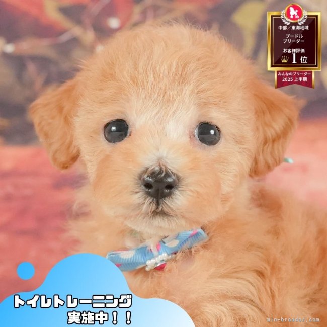 送料込み♡トイプードルアプリコットちゃん。 トイプードル【茨城県・男の子・2025年7月20日・アプリコット
