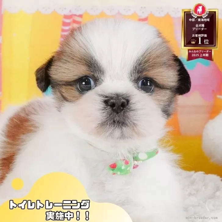 ID:2507-00741の子犬
