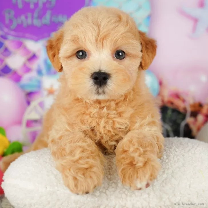 ID:2411-01176の子犬